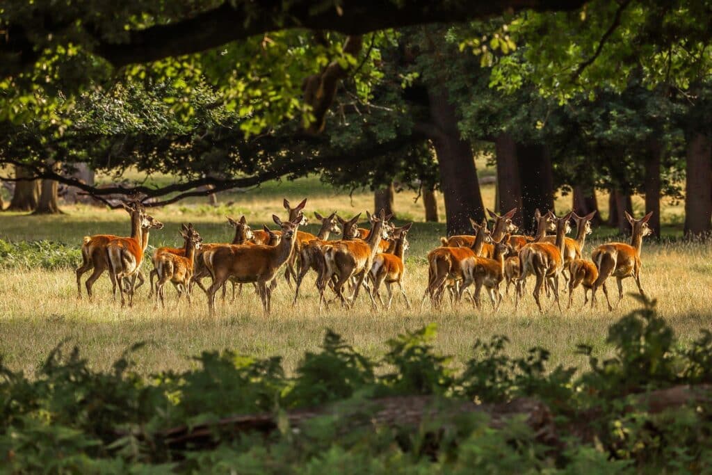 un groupe de cerfs en Bourgogne
