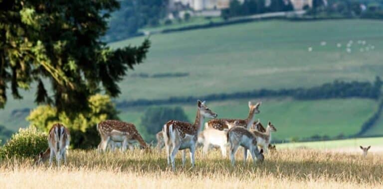 un lieu nature pour votre journée de cohésion d'équipe, avec des daims